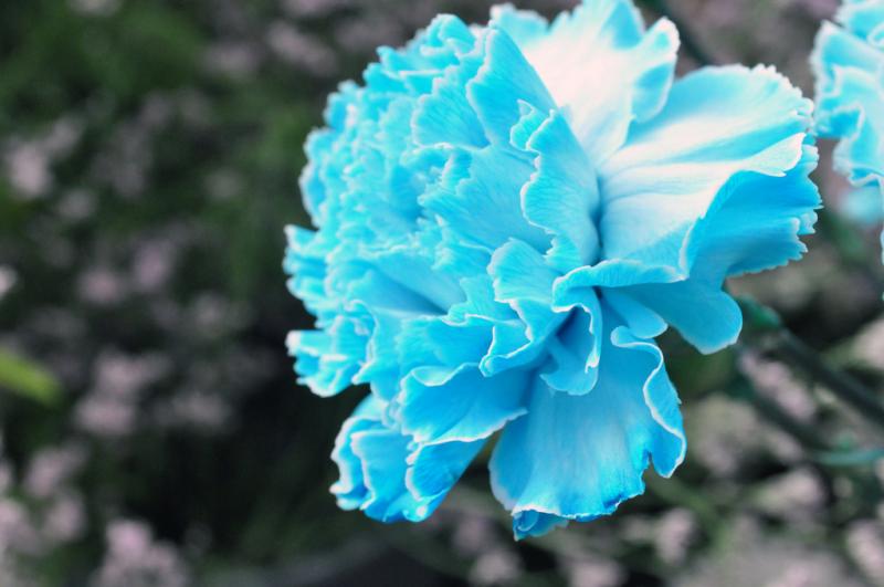 Beautiful Blue Flowers in the world